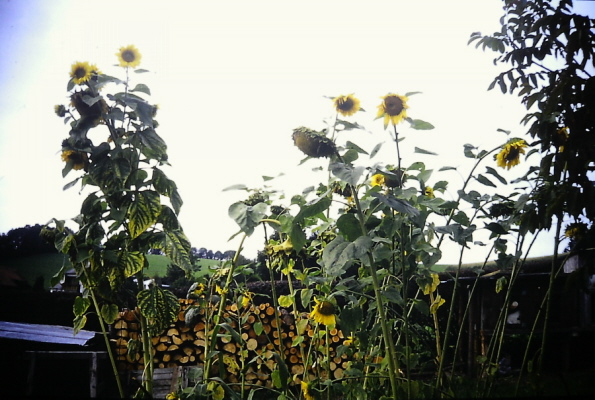 Sonnenblumenwettbewerbe