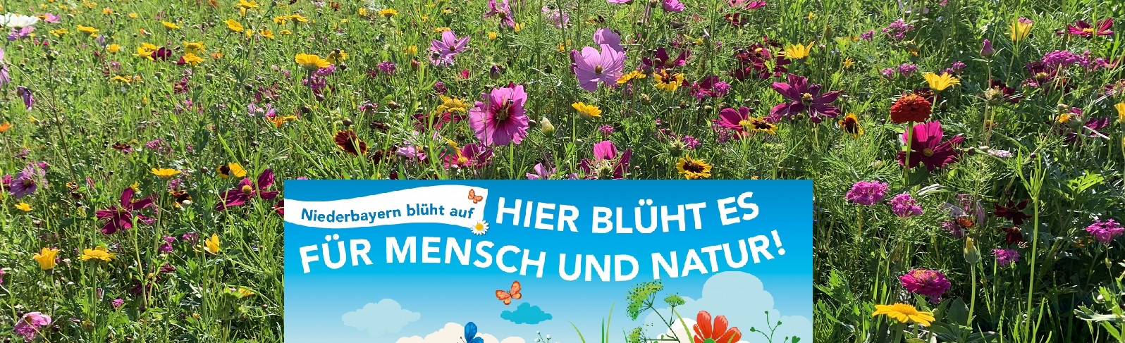 Thema Blumenmischung Niederbayern blht auf