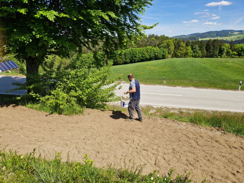 Jetzt geht's an die Aussat. Das Saatgut mit Sand vermengen und ausbringen.