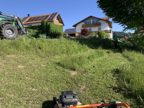 zunächst mussten wir erst mal etwas mähen. Da einige Margeriten aufgegangen waren haben wir einen Teil der letzten Blumenwiese stehengelassen.