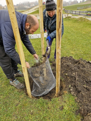 Beim Pflanzen mit dem Wühlmausschutz