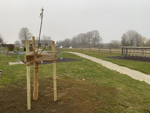 Der erste Baum unten am Bewegungsparcour beim Unterstand