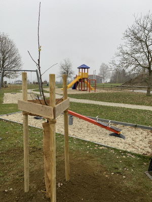 Der zweite Baum am Bewegungsparcour oben am Spielplatz