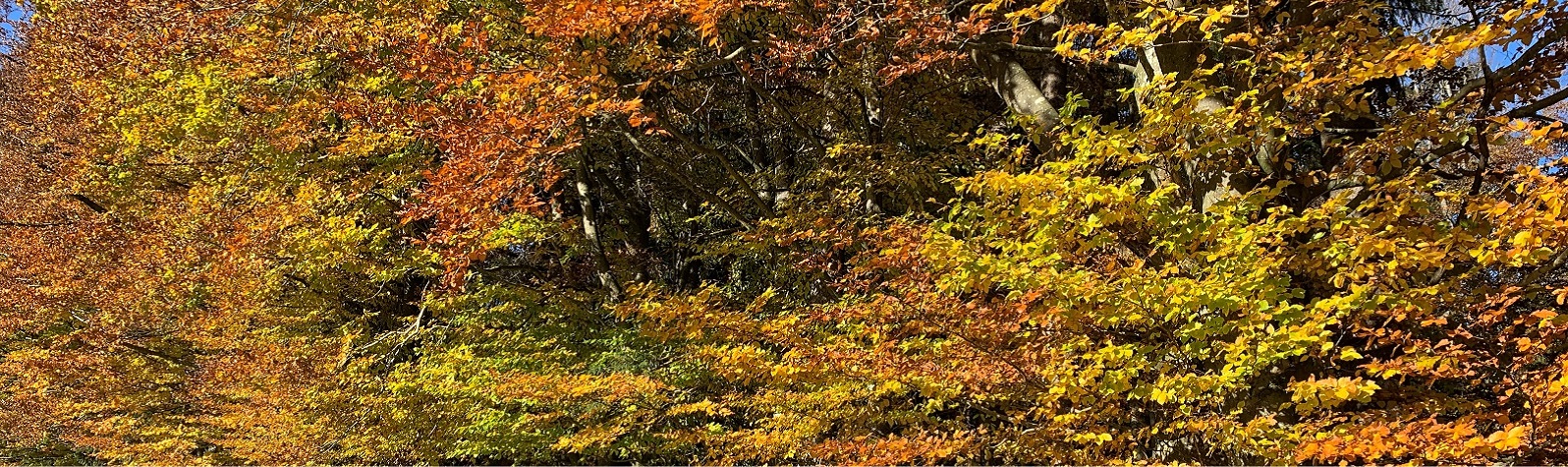 Wald im Herbst - Slide 1