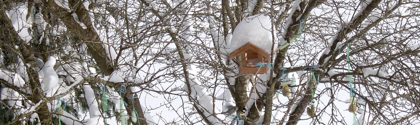 Vogelhaus im Winter - Slide 2