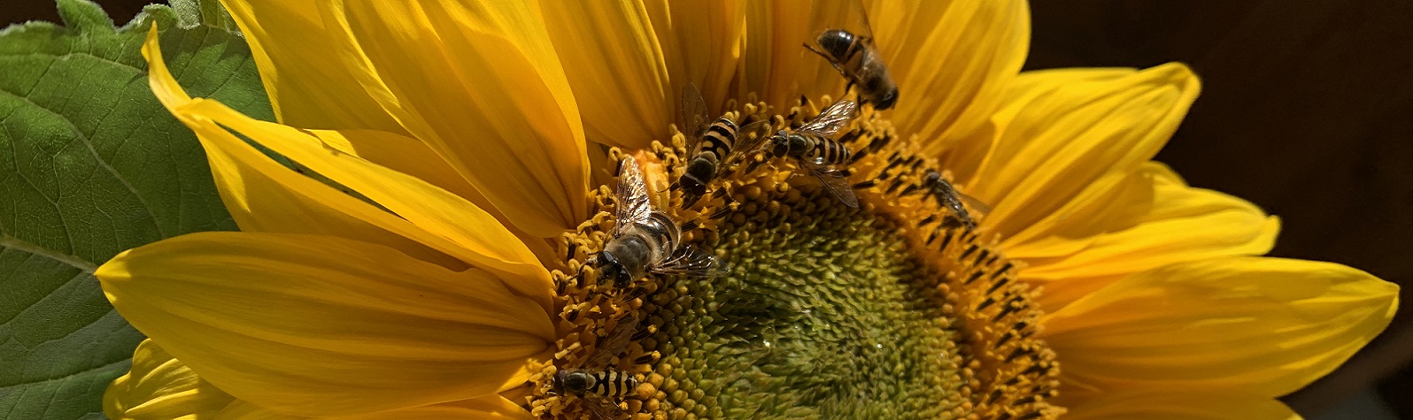 Bienen auf der Sonnenblume - Slide 2