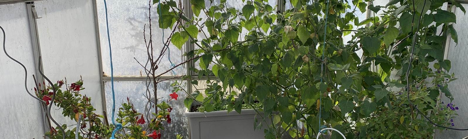 Gewchshaus im Winter - Slide 3