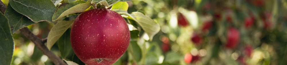 Thema Apfelkunde - Apfelbaum