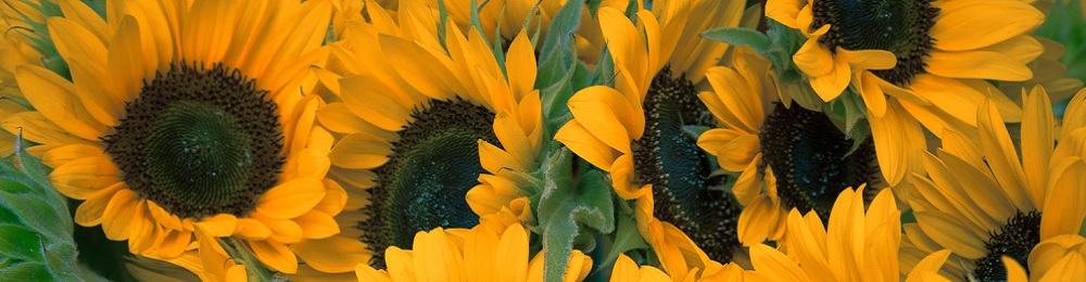 Thema Events - Sonnenblumen